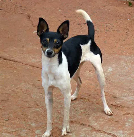 Cachorro ra a Fox Terrier idade  nome Lilica