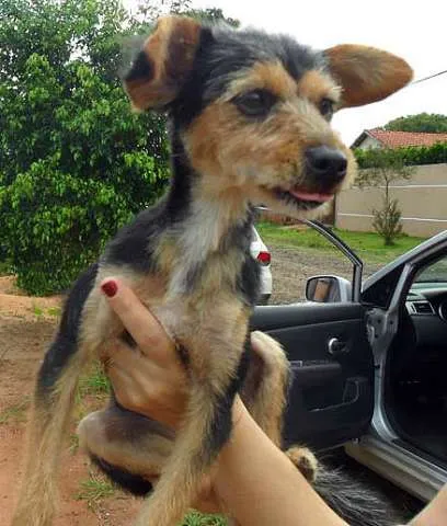 Cachorro ra a SRD idade  nome Princesa