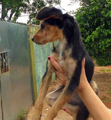 Cachorro ra a SRD idade  nome Princesa