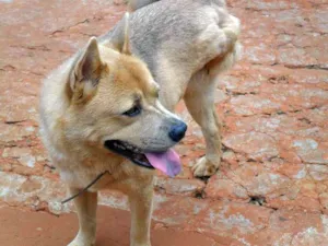 Cachorro raça Mix idade  nome Sophia