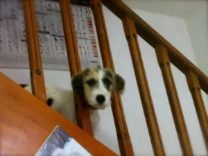 Cachorro raça SRD idade 7 a 11 meses nome Belinha