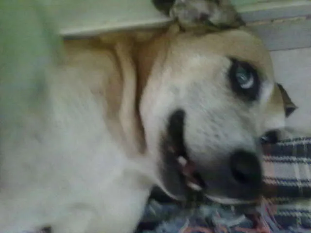 Cachorro ra a indefinida idade 2 anos nome não tem
