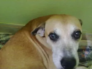 Cachorro raça indefinida idade 2 anos nome não tem