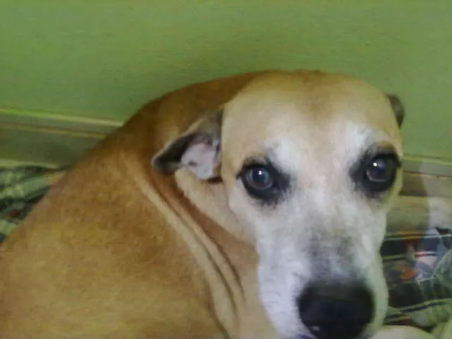 Cachorro ra a indefinida idade 2 anos nome não tem