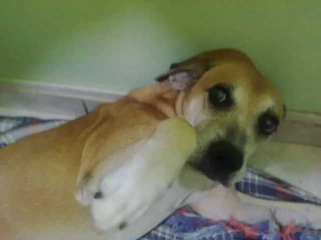 Cachorro ra a indefinida idade 2 anos nome não tem