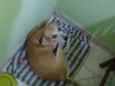 não tem