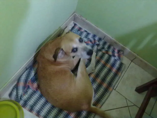 Cachorro ra a indefinida idade 2 anos nome não tem