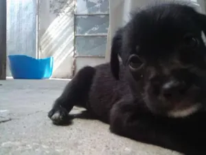 Cachorro raça vira lata misturado com puldo idade Abaixo de 2 meses nome nao tem