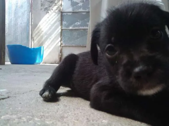 Cachorro ra a vira lata misturado com puldo idade Abaixo de 2 meses nome nao tem