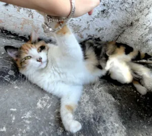 Gato raça Angora idade 1 ano nome Gata Amora