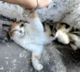 Gata Amora