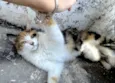 Gata Amora