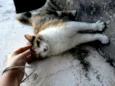 Gata Amora