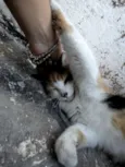 Gata Amora