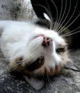 Gata Amora