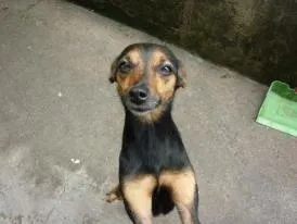Cachorro ra a Mix Pinscher idade 5 anos nome Julie
