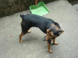 Cachorro ra a Mix Pinscher idade 5 anos nome Julie
