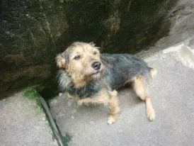 Cachorro ra a SRD idade 4 anos nome Xuxinha