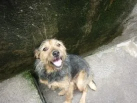 Cachorro ra a SRD idade 4 anos nome Xuxinha