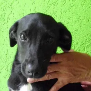 Cachorro raça SRD idade 2 a 6 meses nome lilia