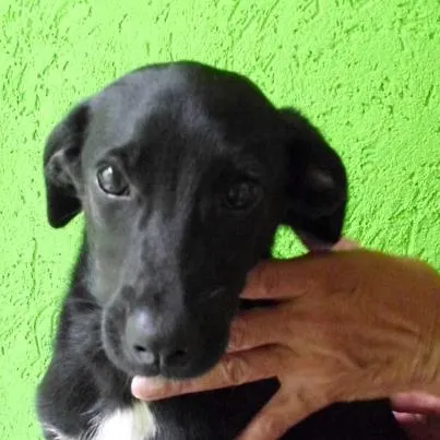 Cachorro ra a SRD idade 2 a 6 meses nome lilia