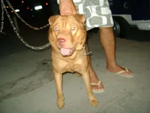 Cachorro raça  idade 1 ano nome Max