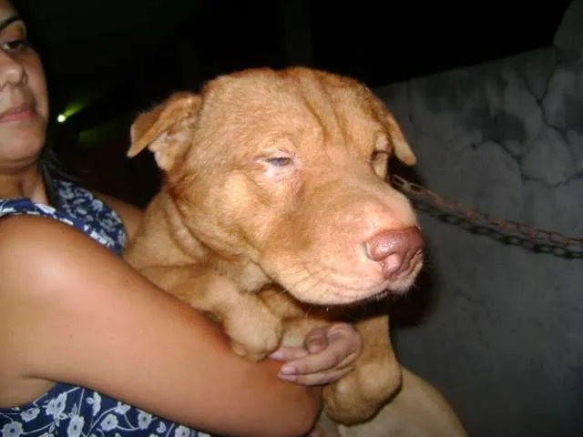 Cachorro raça  idade 1 ano nome Max