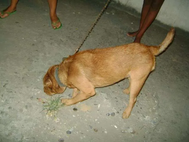 Cachorro raça  idade 1 ano nome Max