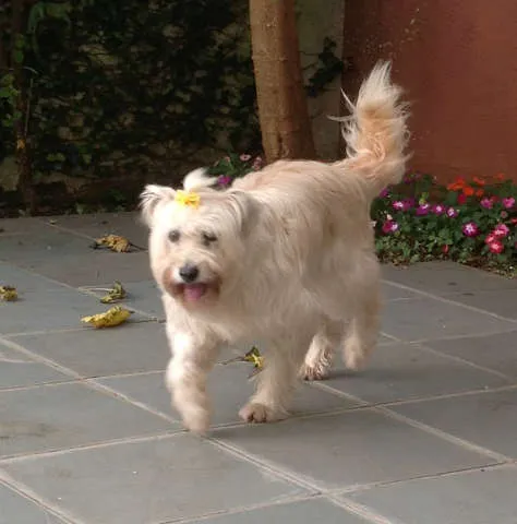 Cachorro ra a SRD idade 6 ou mais anos nome Nâo sabemos