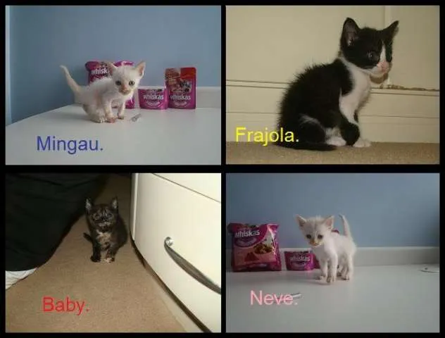 Gato ra a SRD idade Abaixo de 2 meses nome Mingau, Neve, Frajo