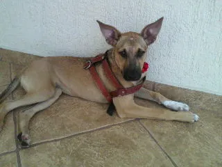 Cachorro ra a SRD idade 2 a 6 meses nome Mel