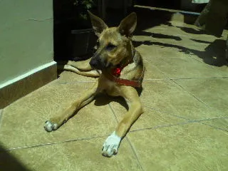 Cachorro ra a SRD idade 2 a 6 meses nome Mel