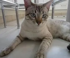 Gato raça SRD idade 7 a 11 meses nome Lila