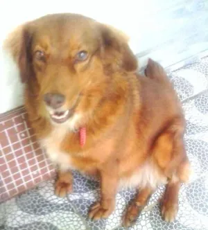 Cachorro raça SRD idade 3 anos nome Mel