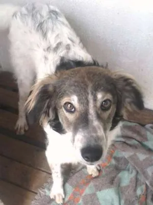 Cachorro raça SRD idade 1 ano nome betinho