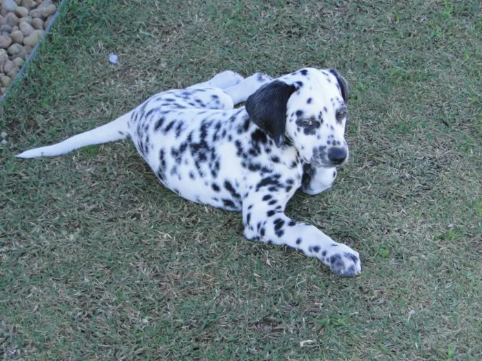Cachorro ra a Dálmata idade 7 a 11 meses nome Pinta e Sublime