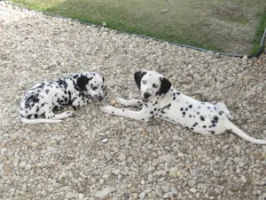 Cachorro raça Dálmata idade 7 a 11 meses nome Pinta e Sublime