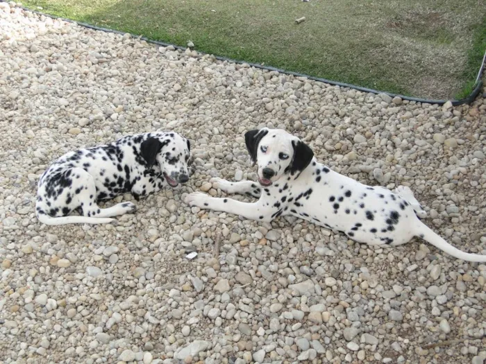 Cachorro ra a Dálmata idade 7 a 11 meses nome Pinta e Sublime