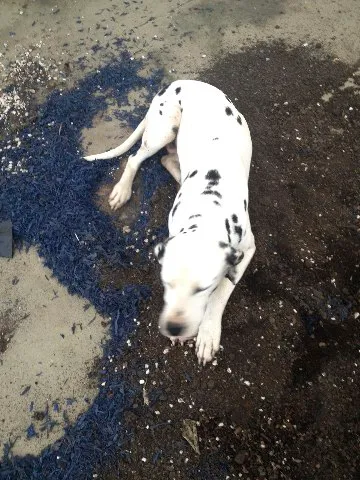 Cachorro ra a Dálmata idade 4 anos nome Nero 