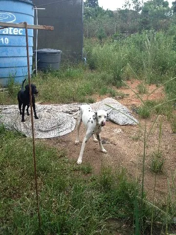 Cachorro ra a Dálmata idade 4 anos nome Nero 