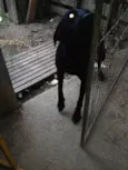 Preta