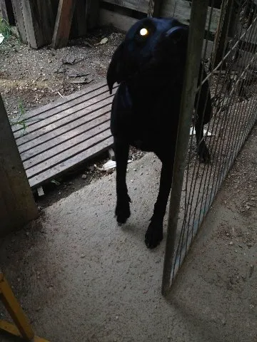 Cachorro ra a Weimaraner idade 1 ano nome Preta