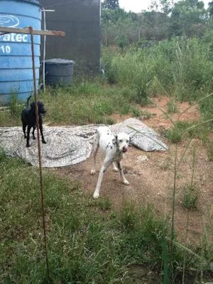 Cachorro raça Weimaraner idade 1 ano nome Preta