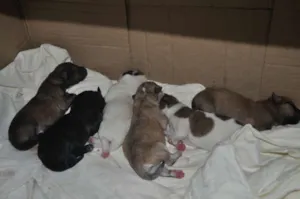 Cachorro raça SRD idade Abaixo de 2 meses nome Sem Nome