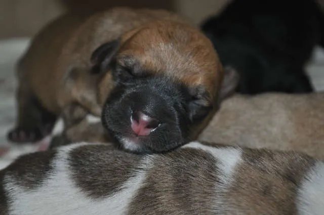 Cachorro raça SRD idade Abaixo de 2 meses nome Sem Nome