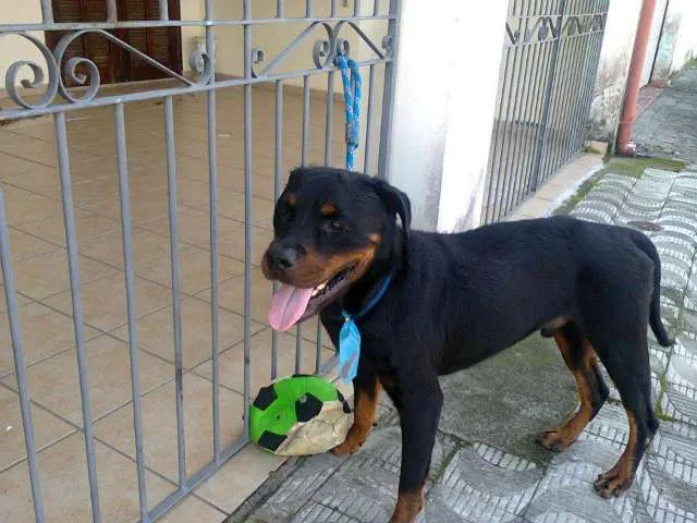 Cachorro ra a ROTTWEILER idade 2 anos nome Achilles