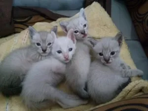 Gato raça SRD idade Abaixo de 2 meses nome Gatinhos fofos