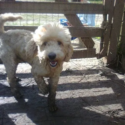 Cachorro ra a Poodle idade 2 anos nome Gaspar