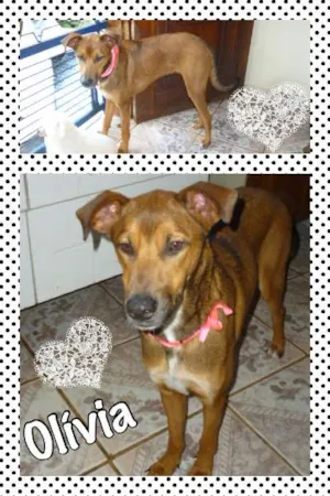 Cachorro raça srd idade 1 ano nome Olívia