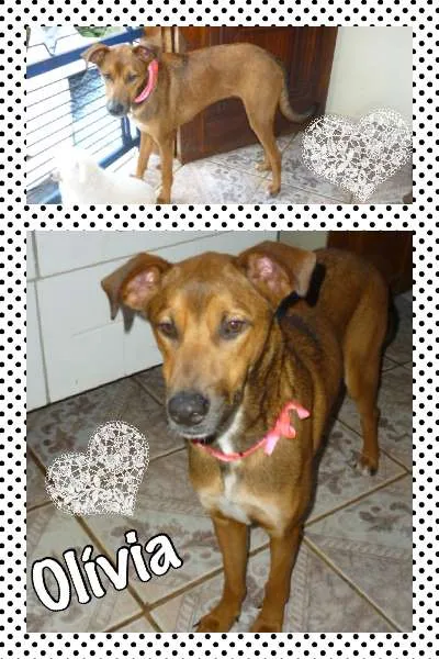 Cachorro ra a srd idade 1 ano nome Olívia